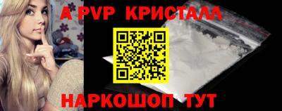 гашик Кингисепп